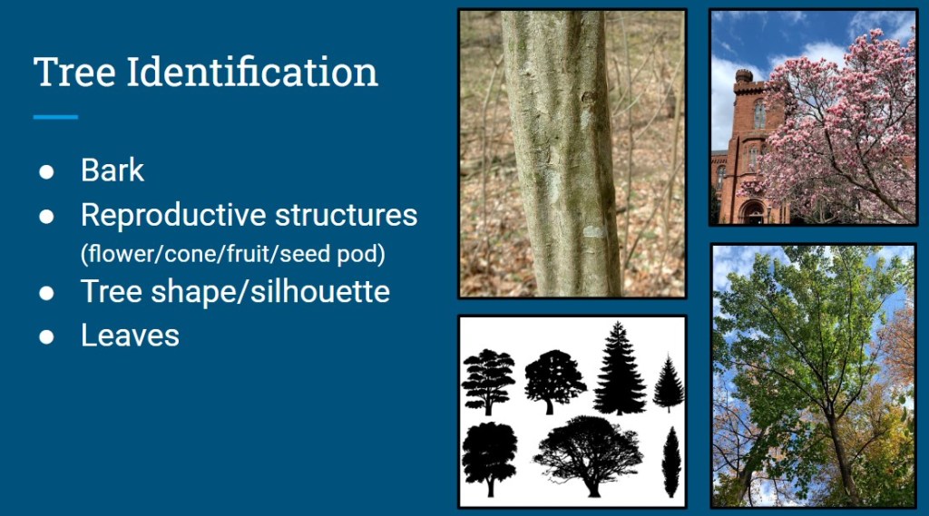 Slide from instructor-led training on Using a Dichotomous Key for Tree Identification