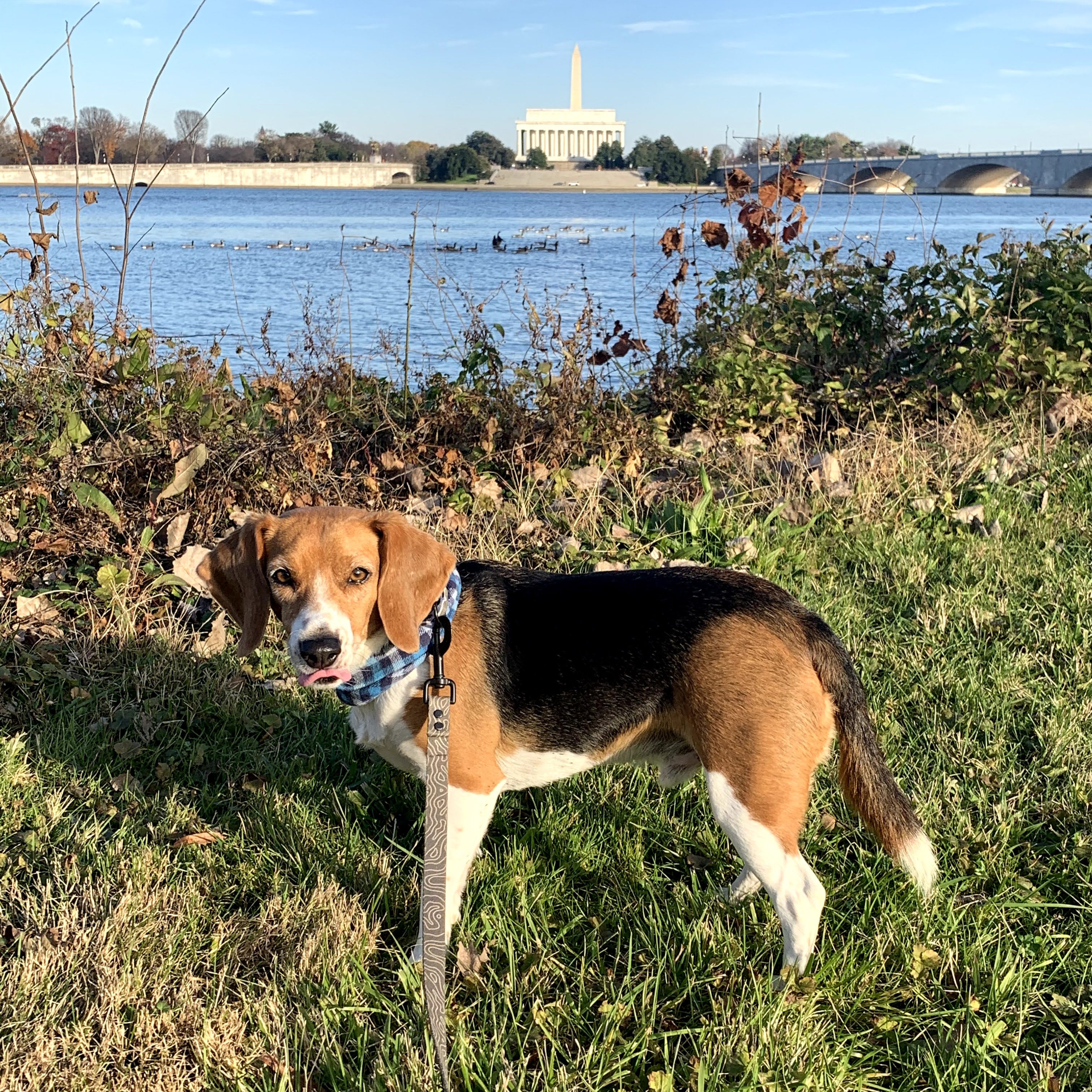 Bodhi the Beagle with the Potomac River, Lincoln Memorial, and Washington Monument in the background.